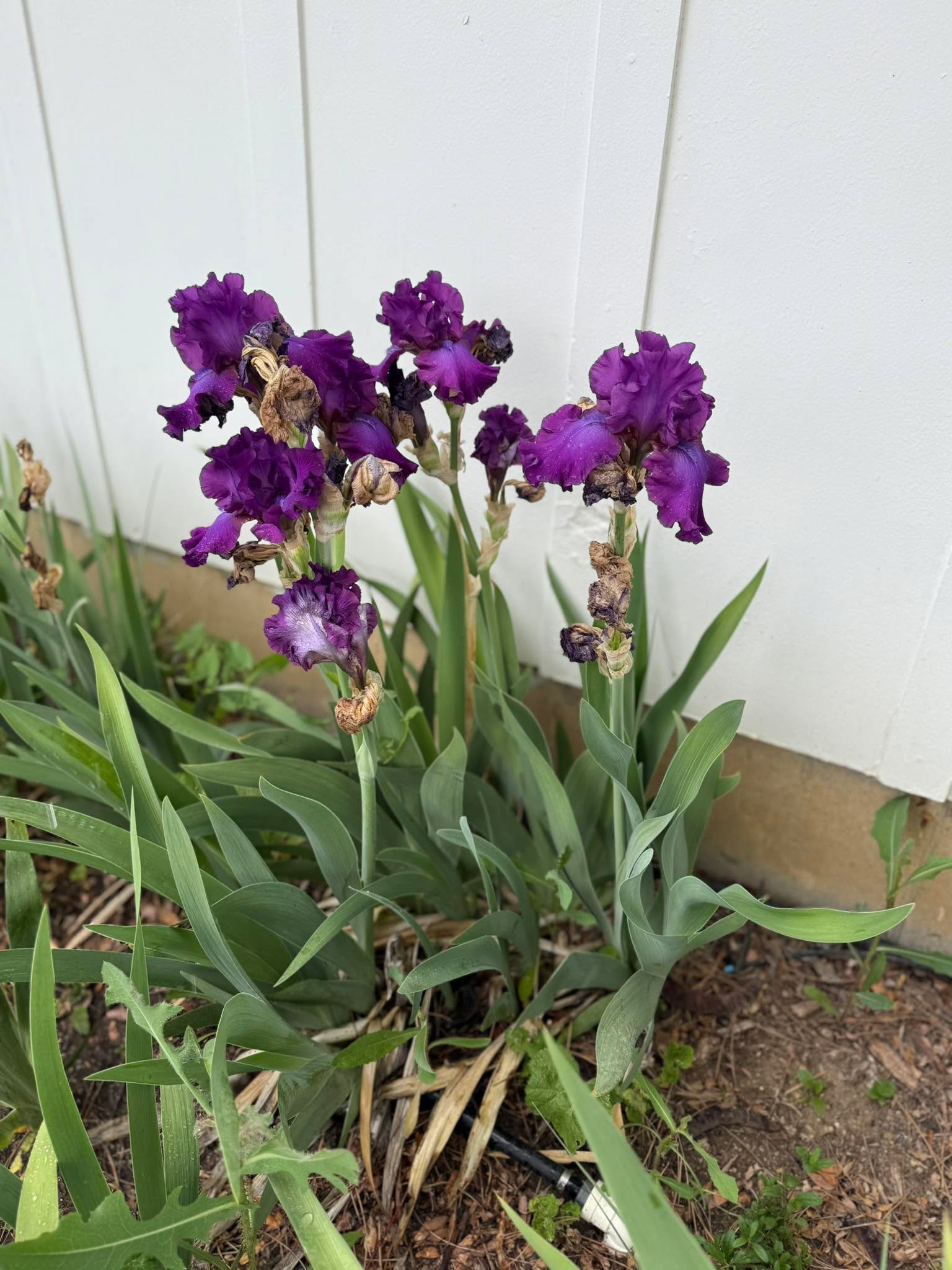 I love it when my flowers bloom. This is an iris that was sent to me by Sarah Sills Barton  it makes me smile every day thank you Sarah ￼