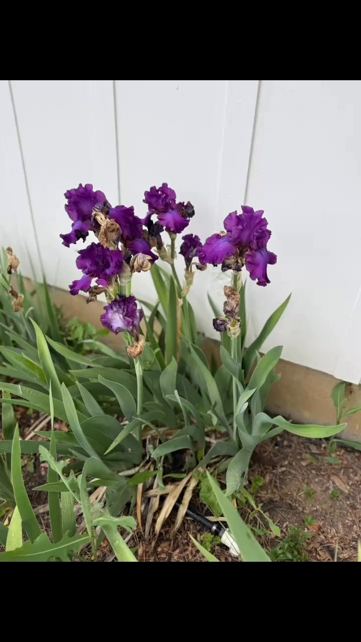 Love my flowers and love that this purple flower is called Barbados